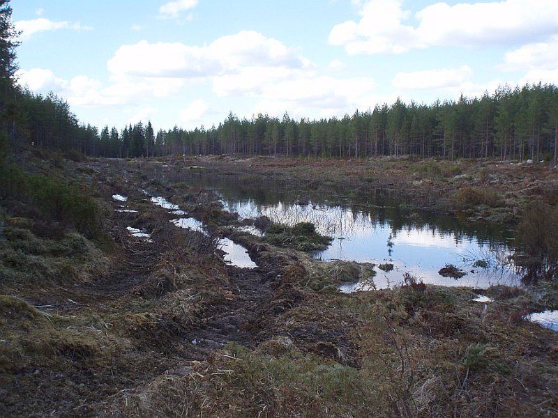 Konejälkiä kosteikolla