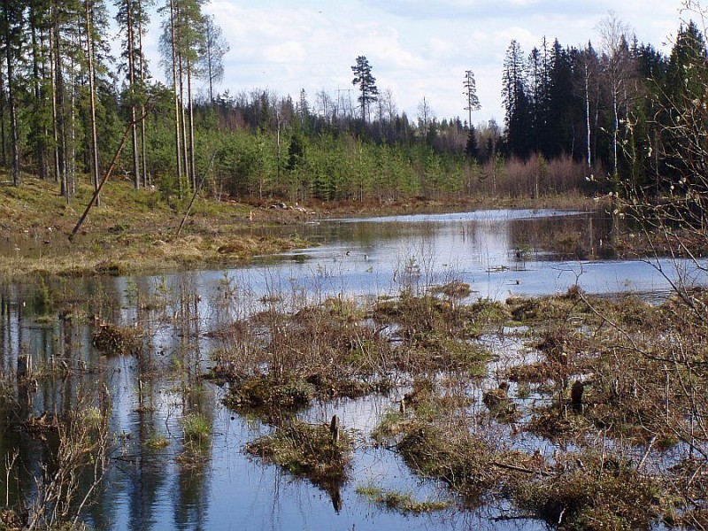 Kosteikko haalii vesilintuja