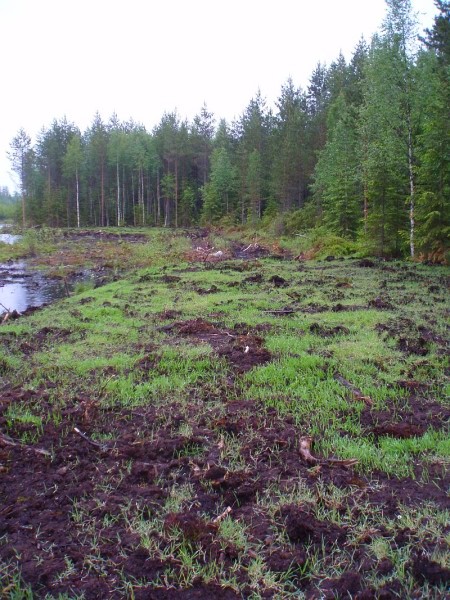 Riistapelto kosteikon reunalla